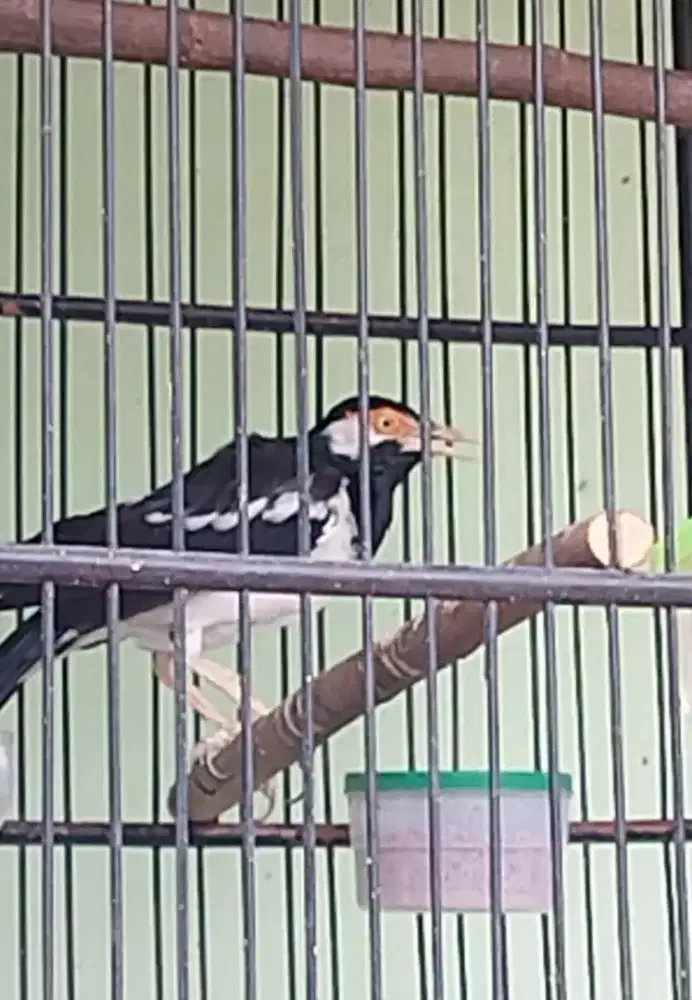 Jalak suren dewasa gacoran nyatpam