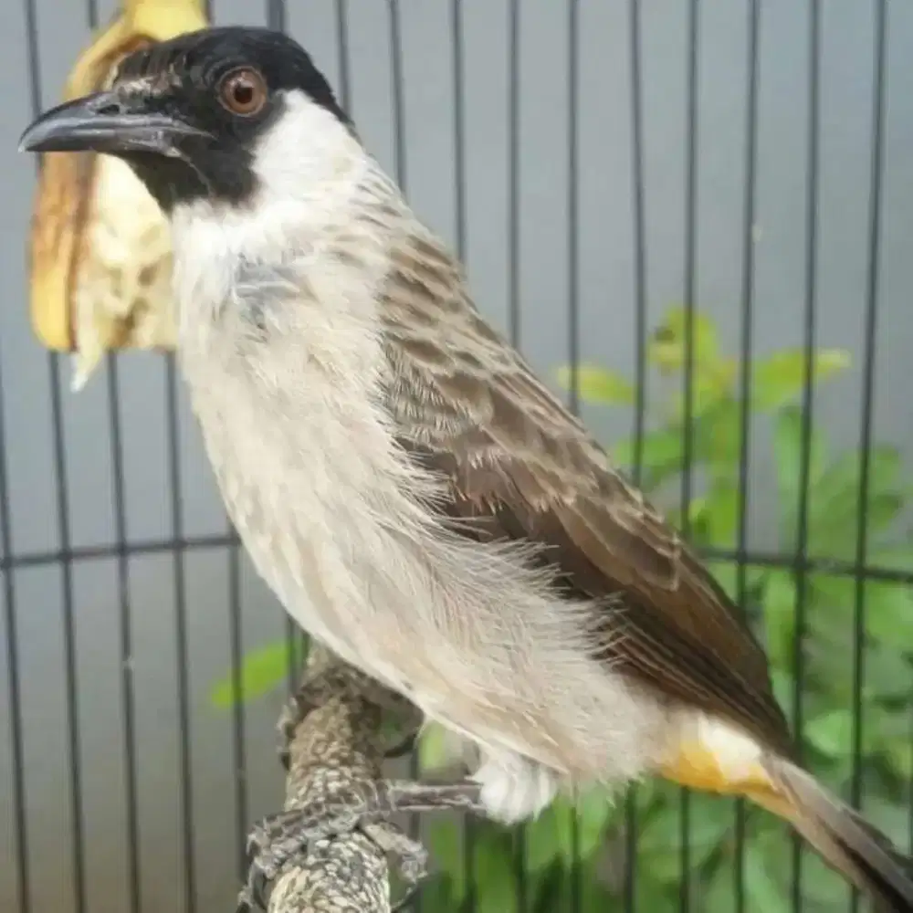 kutilang kapas jinak