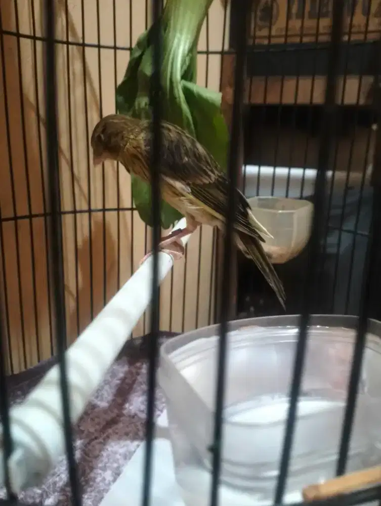 Kenari F1bbsf paud melengkung jingkring