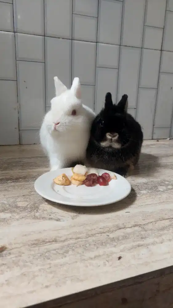 Indukan Kelinci mini neterland dwarf Dewasa sepasang