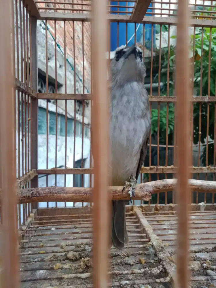 Trucukan jinak banget mantap