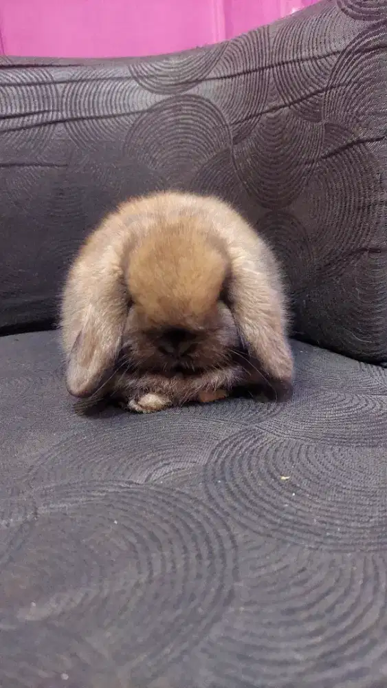 Junior kelinci holland lop