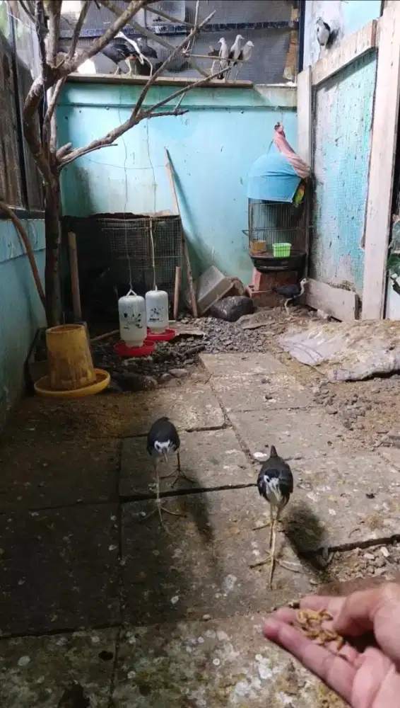 KAREO PADI BURUNG SAWAH