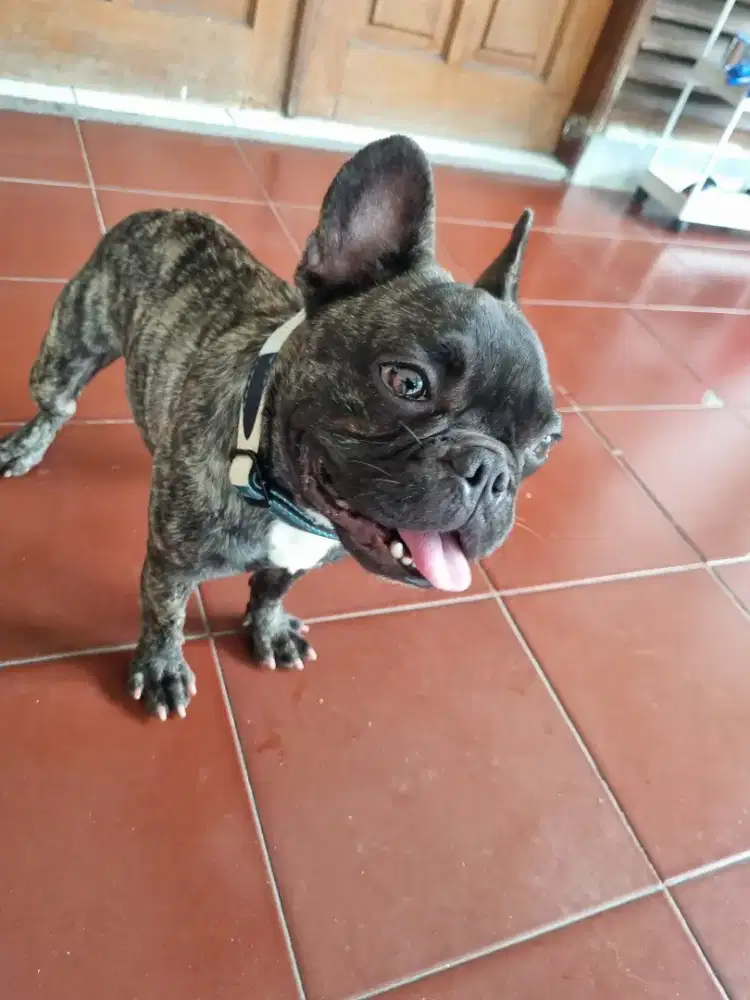 French Bulldog Ramah dan Baik