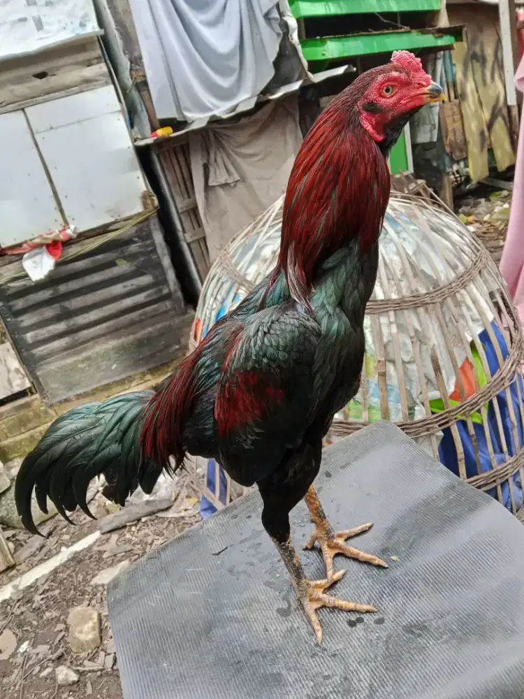 Ayam Bangkok 2D (khoytradngon x pakhoy)RJF