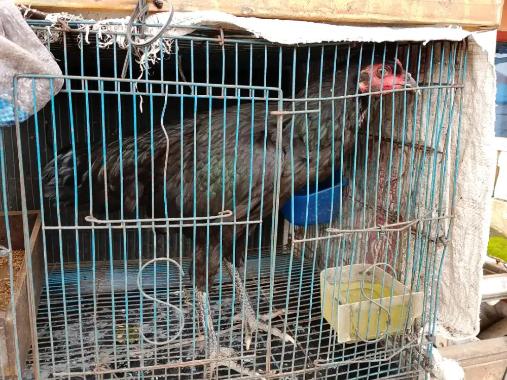 Ayam produksi 14 telur