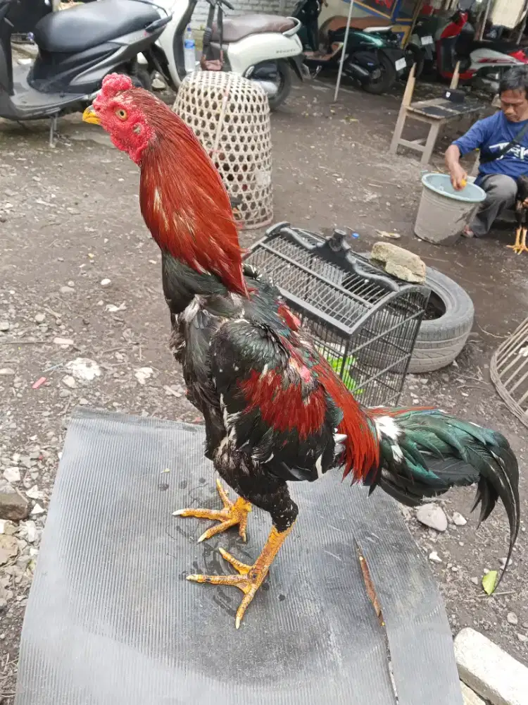 Ayam Bangkok 2D (khoyngon x pakhoy)RJF