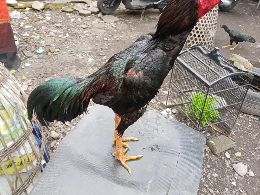 Ayam Bangkok 2D (pakhoy blackrose x plucker USA)RJF