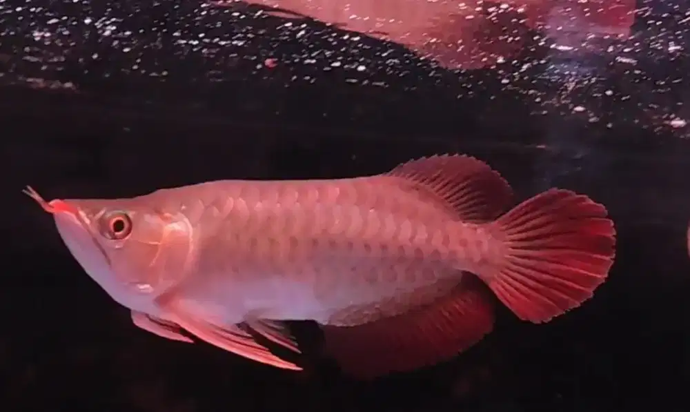 Arwana Super Red 23cm
