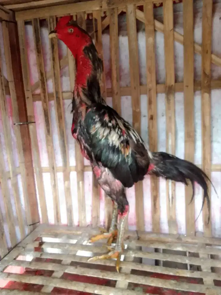 Ayam Bangkok 2D (ganoy x pakhoy)RJF