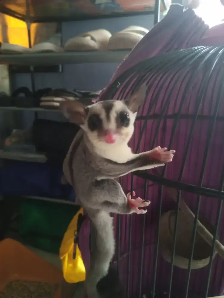Cari JANTAN sugar glider