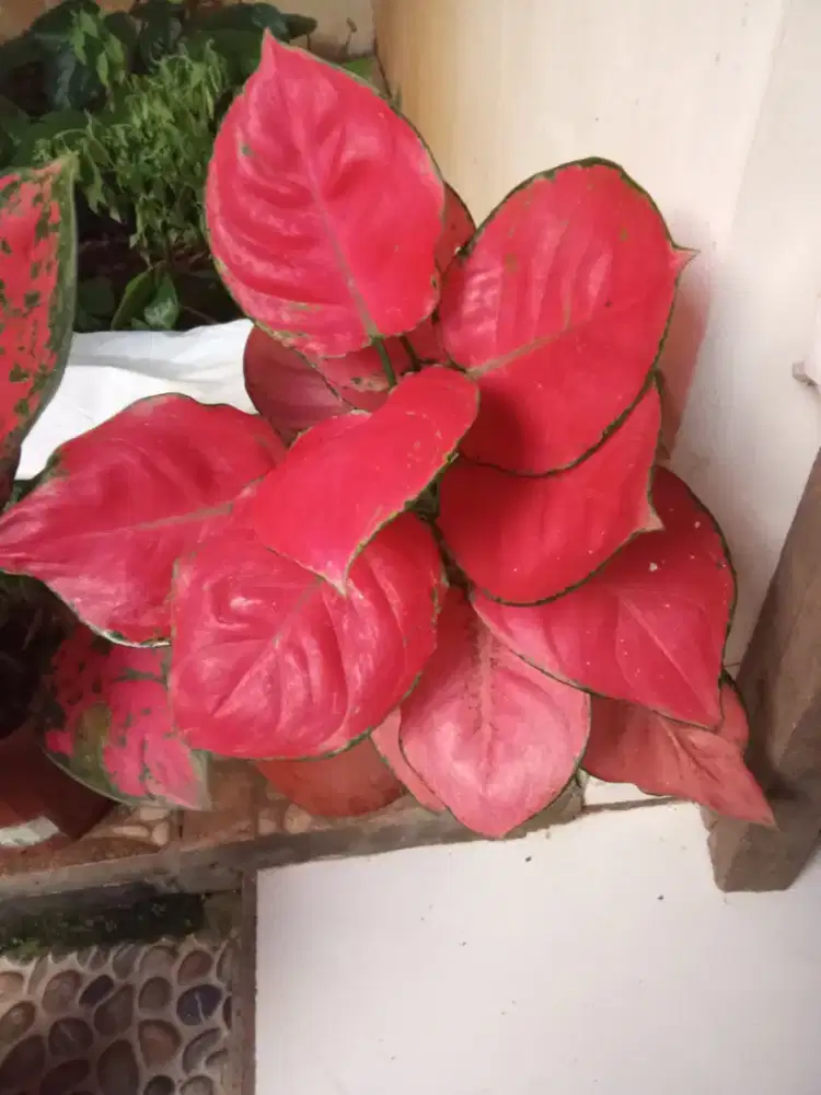 Aglonema pink Katrina