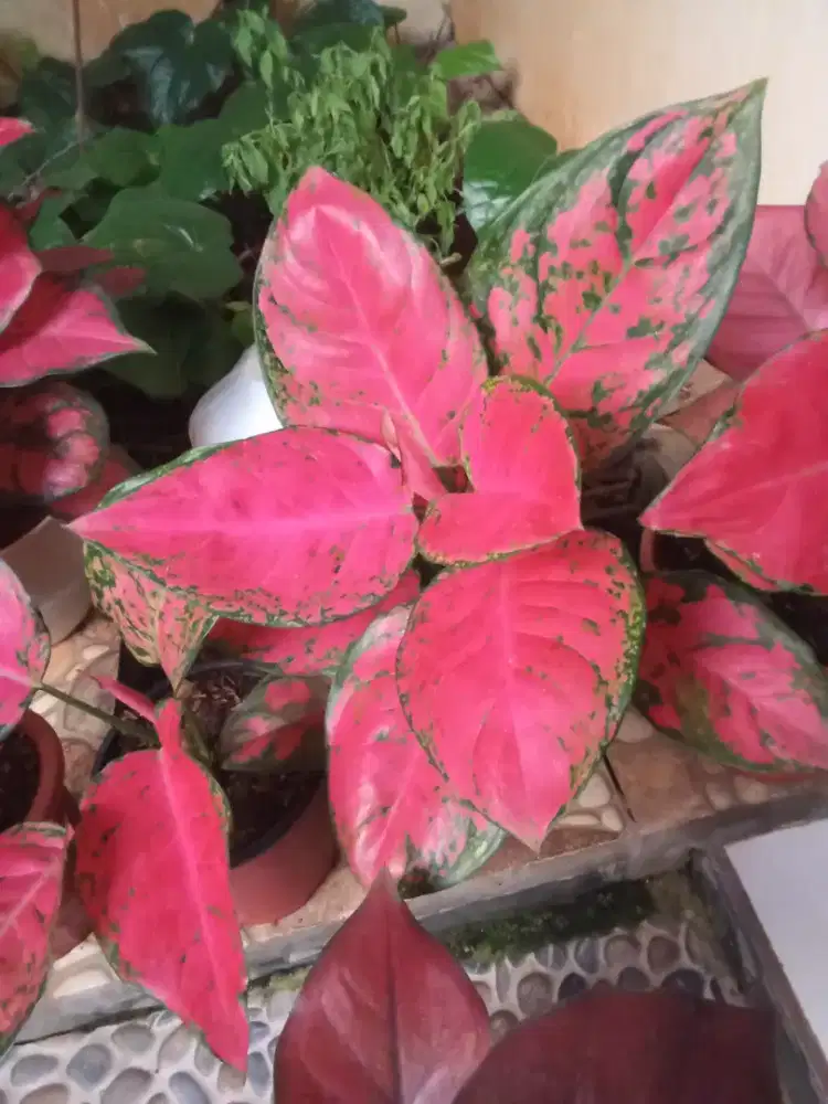 Aglonema pink anja