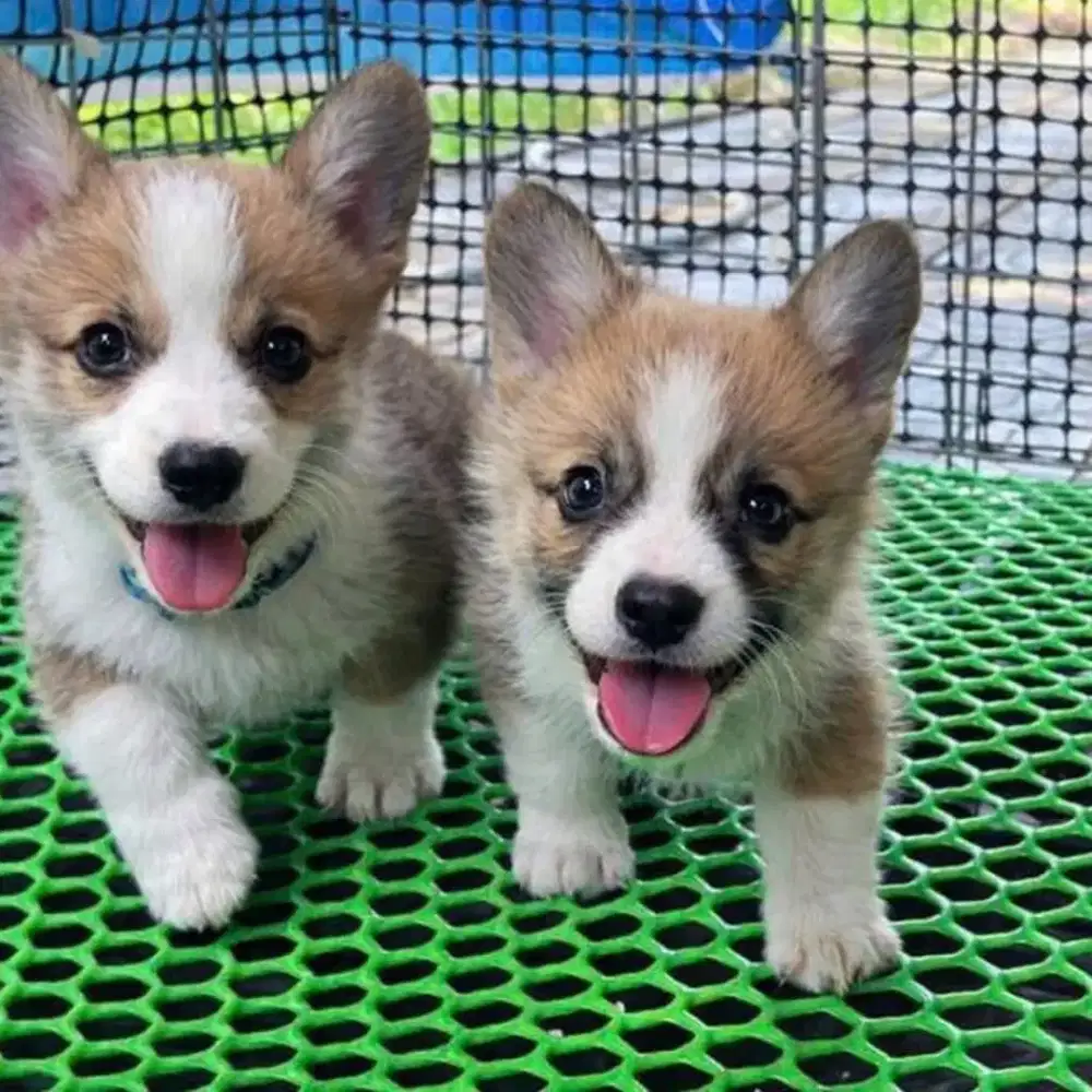 DIJUAL ANJING WELSH CORGY