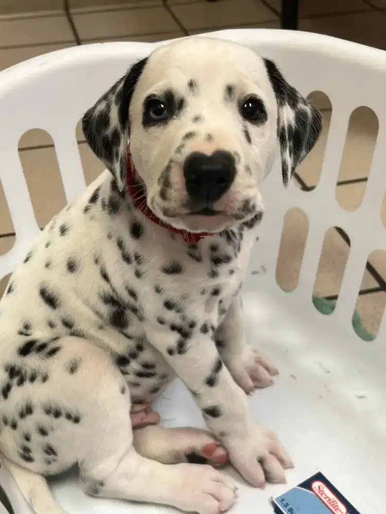 DIJUAL ANJING DALMATIAN
