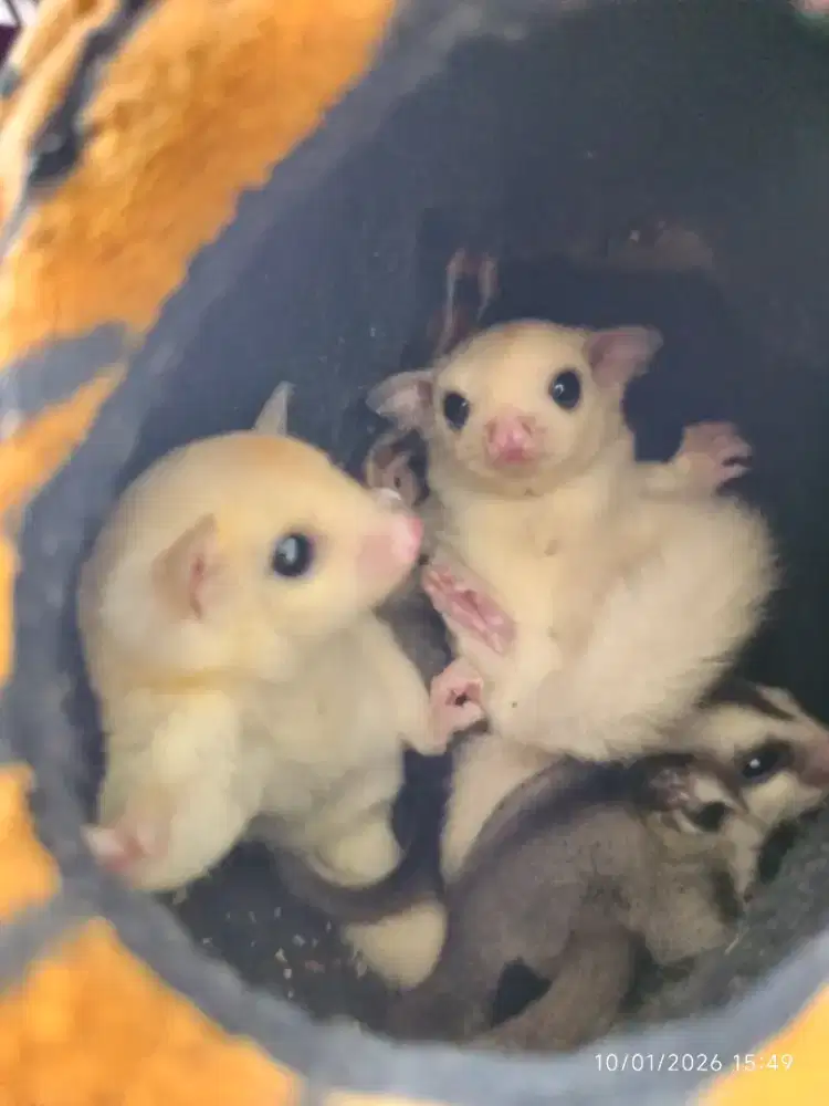 Sugar glider joy Leucistic
