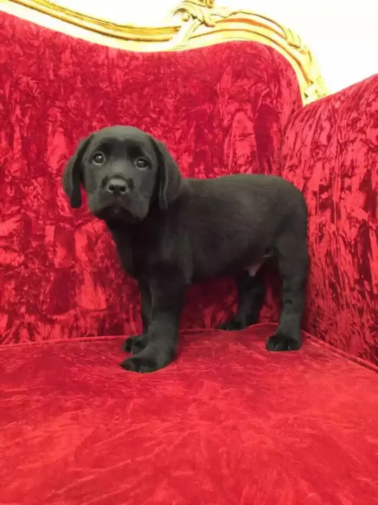 DIJUAL ANJING LABRADOR RETRIEVER