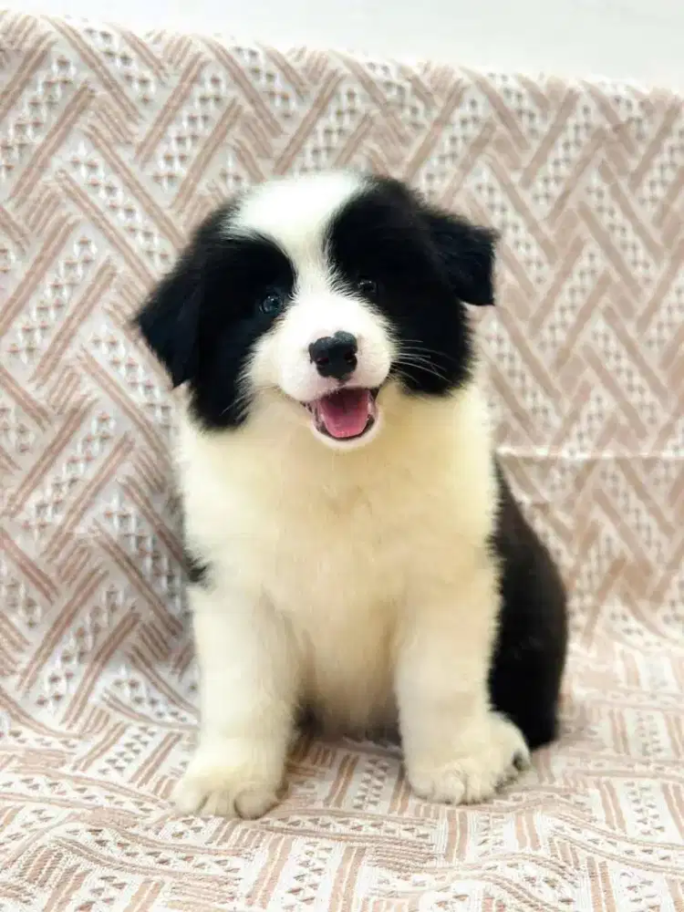 DIJUAL ANJING BORDER COLLIE