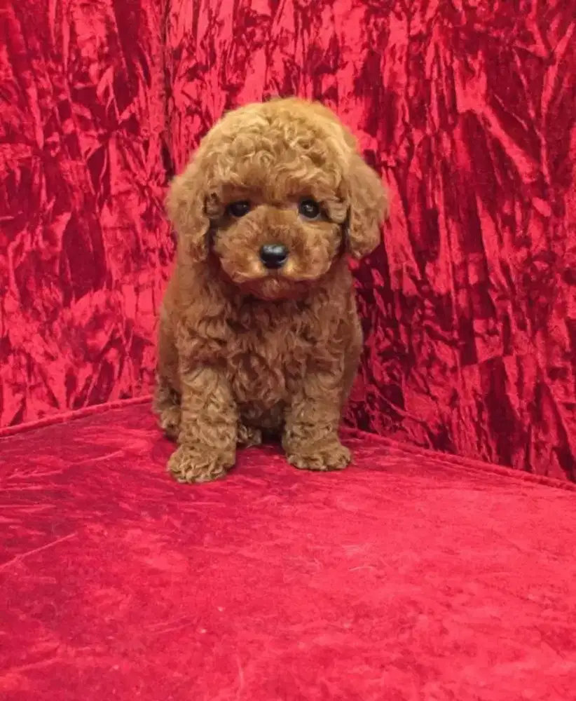 DIJUAL ANJING POODLE