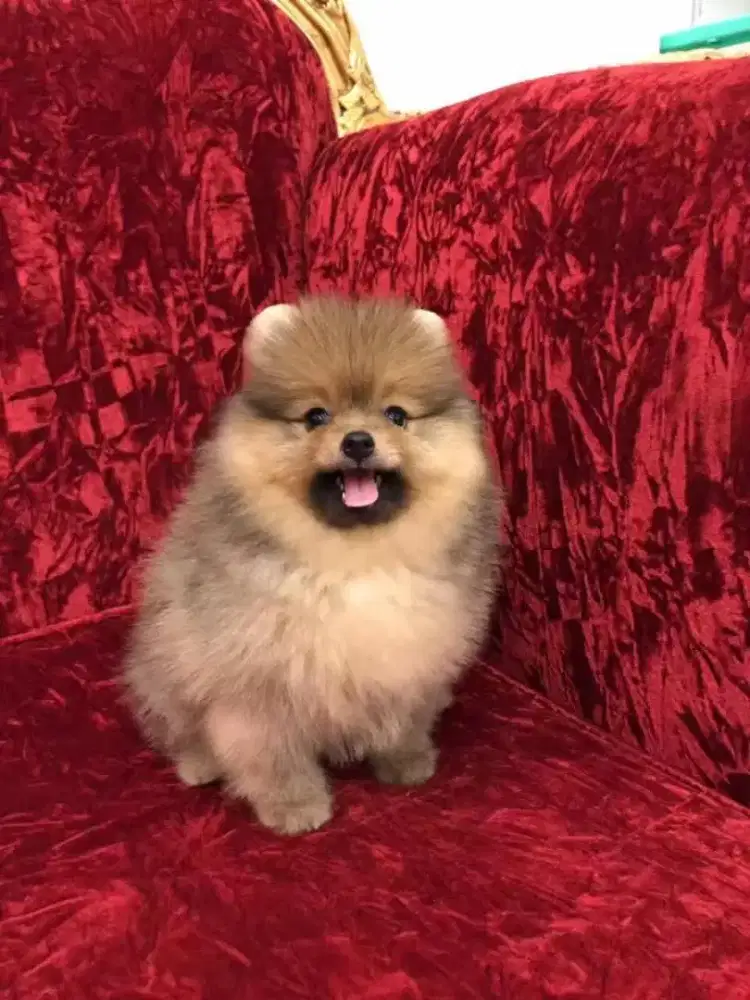 DIJUAL ANJING POMERANIAN