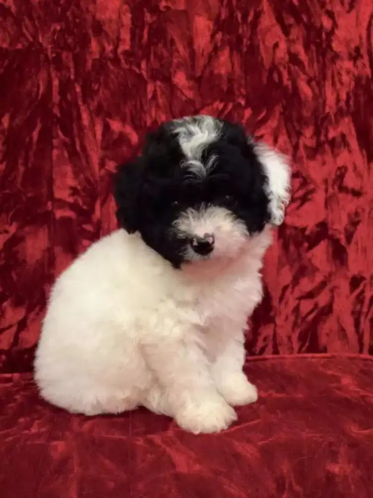 DIJUAL ANJING MALTESE MIX POODLE
