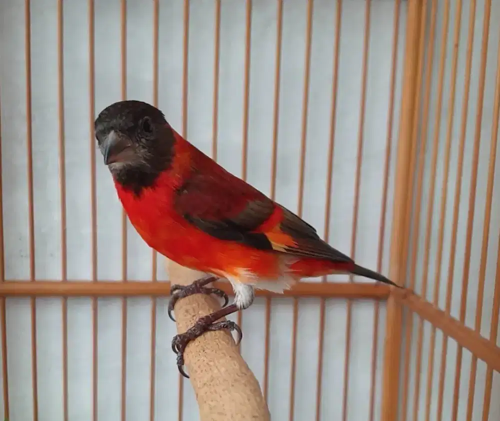 Red siskin dilute kaki hitam