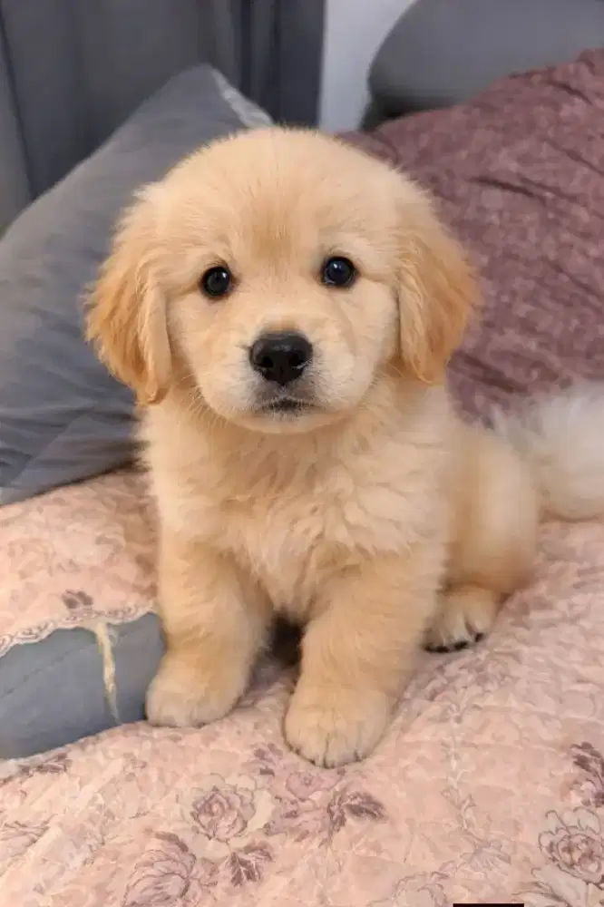 DIJUAL ANJING GOLDEN RETRIEVER