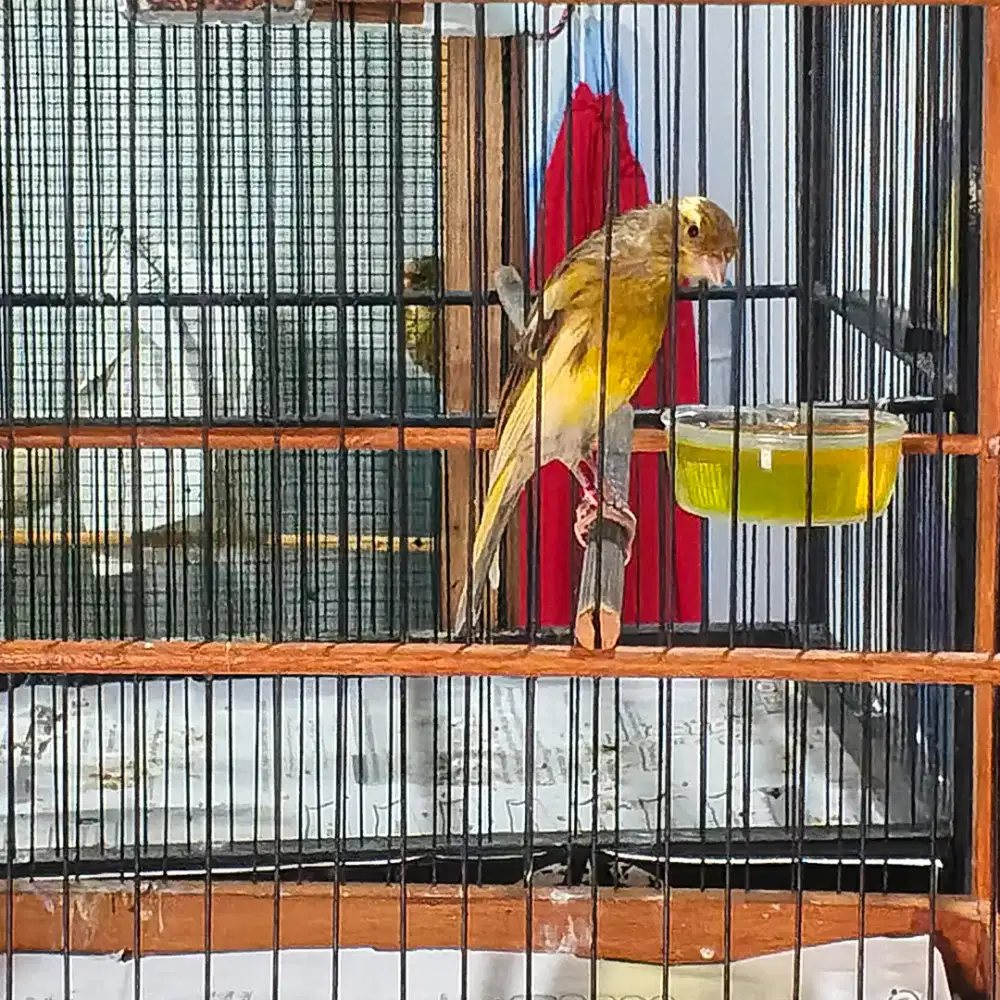 Jua rombongan 2 jantan 1 betina