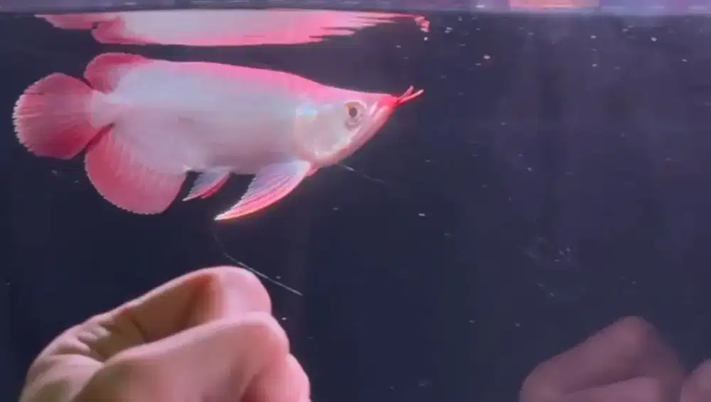 Arwana super red shortbody