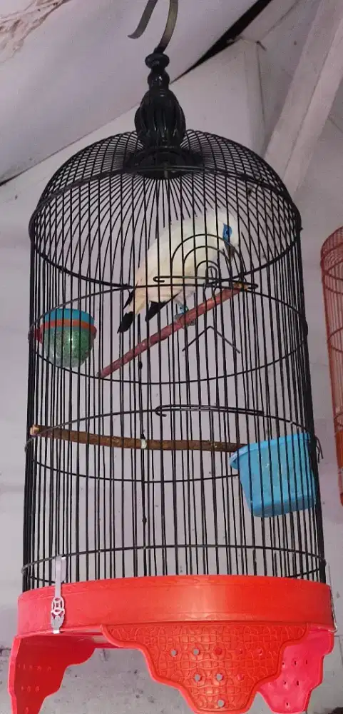 Jalak jantan Fullset bersertifikat resmi