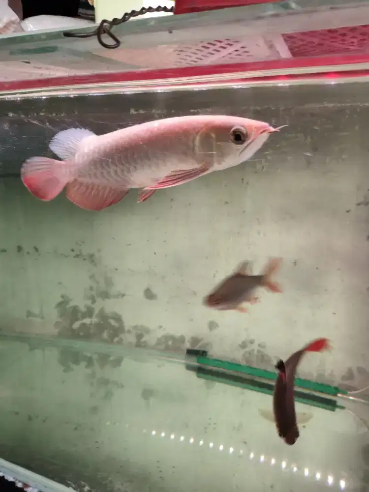 Arwana golden red HB cip tanam surat lengkap