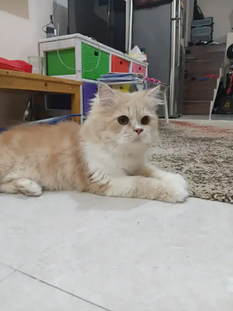 Kitten persia flatnose