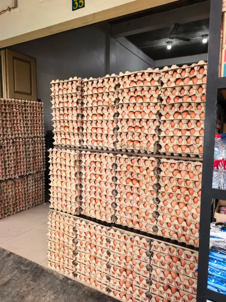 KARYAWAN PETERNAKAN AYAM PETELUR