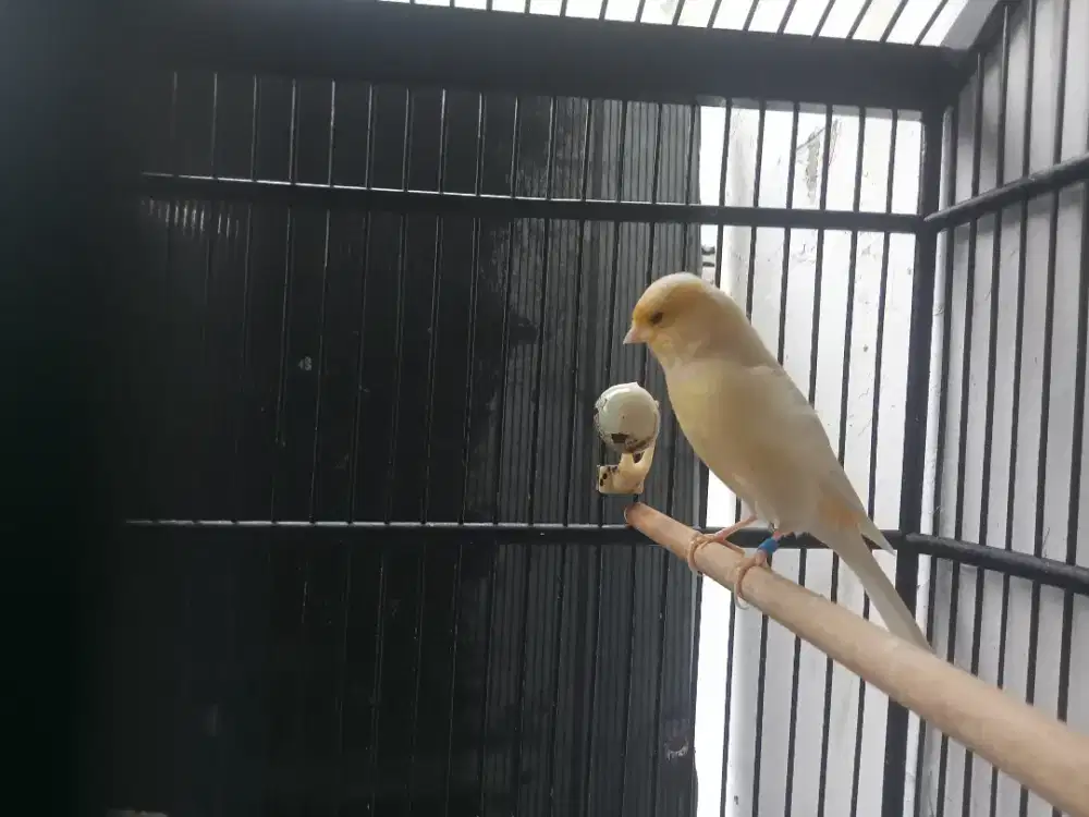 Kenari Spanish trimbado box25 gacor