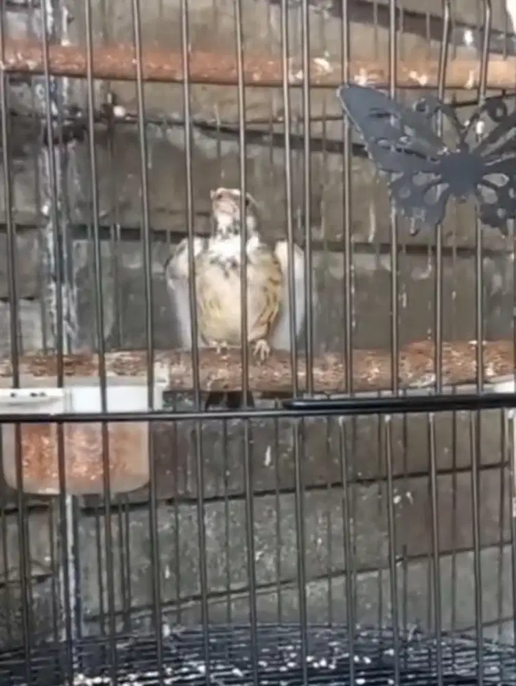 blackthroat botswana gacor buka sayap fullset mapan