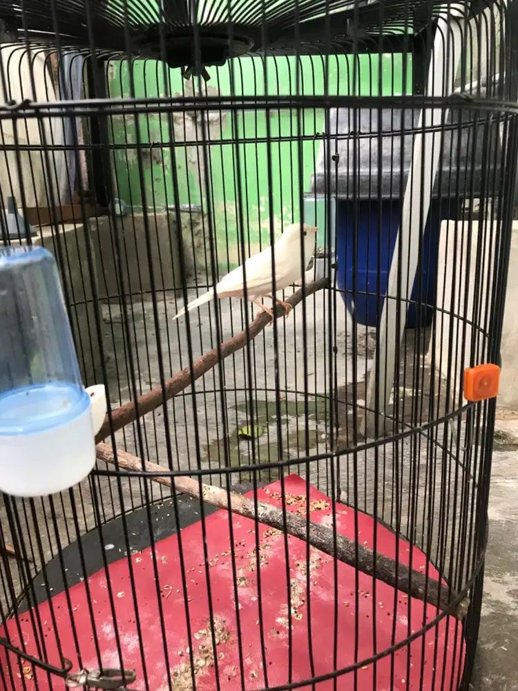 KENARI AF RAJIN BURJA