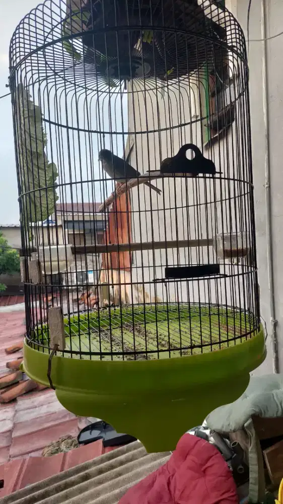 Kenari AFS starblue body big jantan