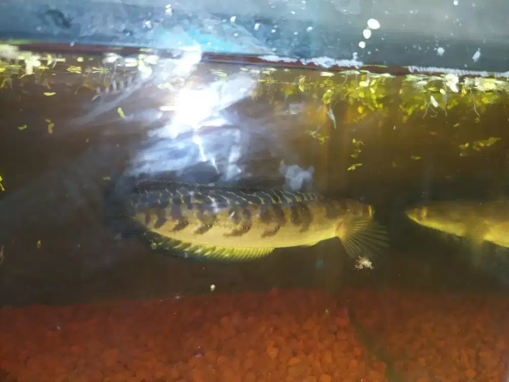 Channa maru ys flaring