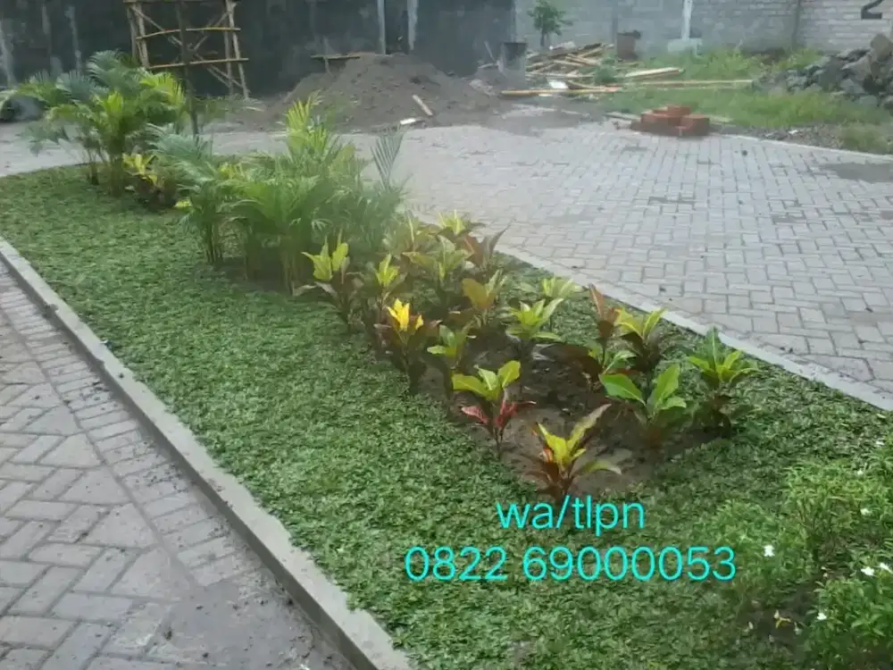 Rumput Gajahmini dan Varigata