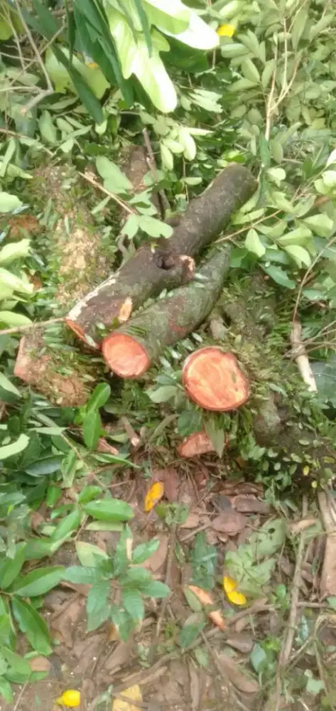 Potong pohon dan padang rumput