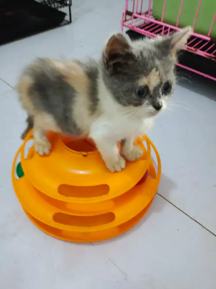 Betina kalico dilute