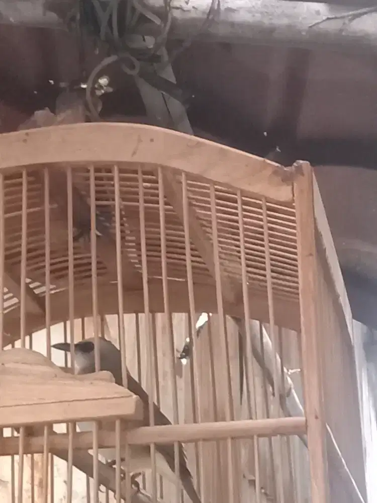 Burung crucuk kebo rajin