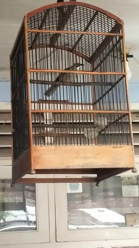 Cucak rowo betina mapan