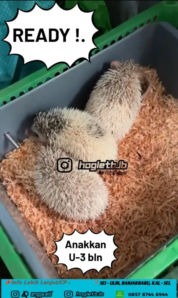 Landak mini / landak hias /hoglet