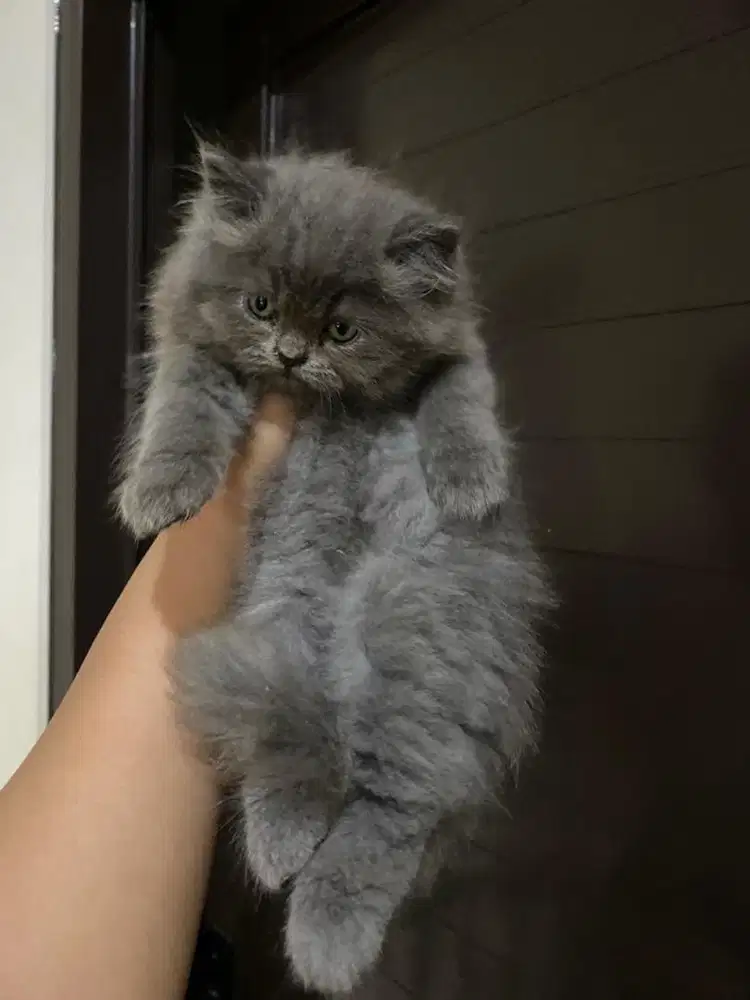 Jual kucing BLH dan ragdoll