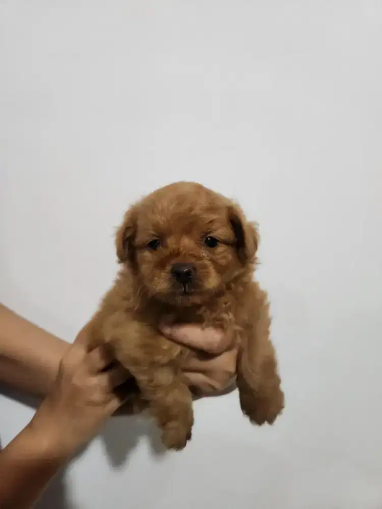 Mix pom × poodle 1,5 bulan
