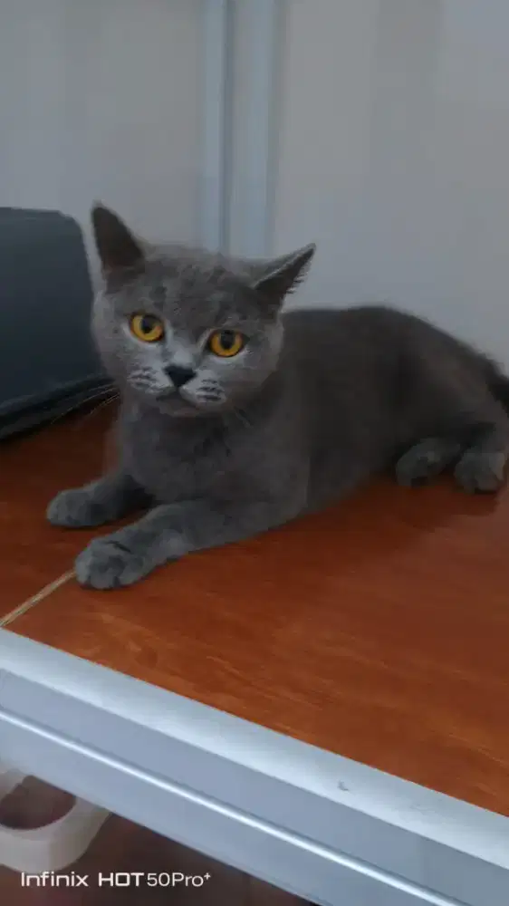 British Shorthair