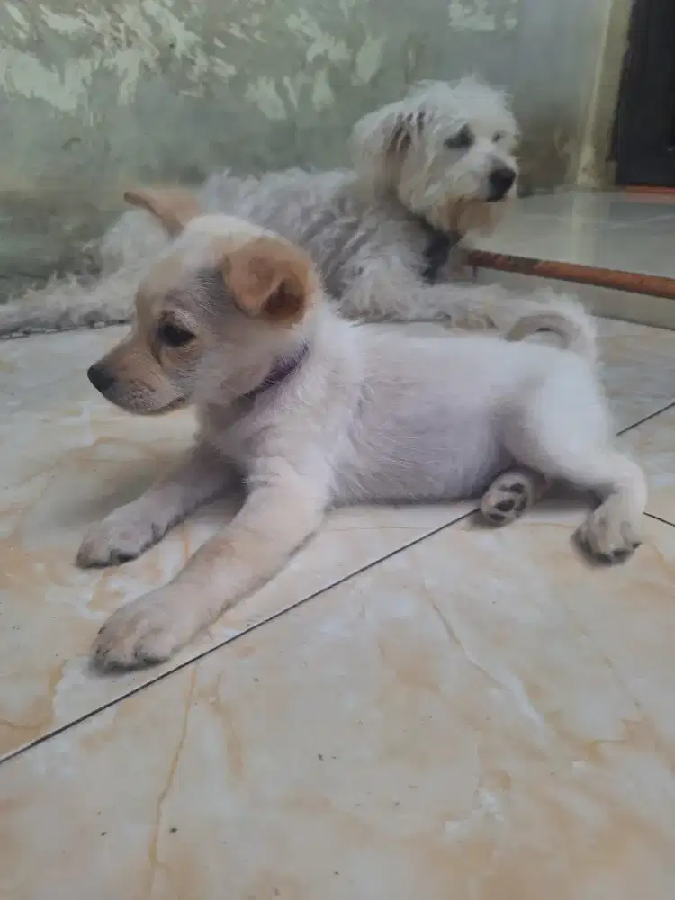 Anak anjing betina