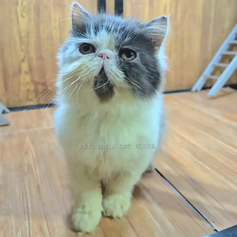 Kucing Kitten Persia Peaknose Extreme Betina