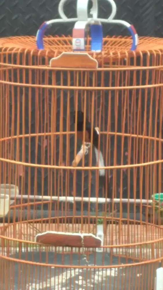 Dijual murai prestasi